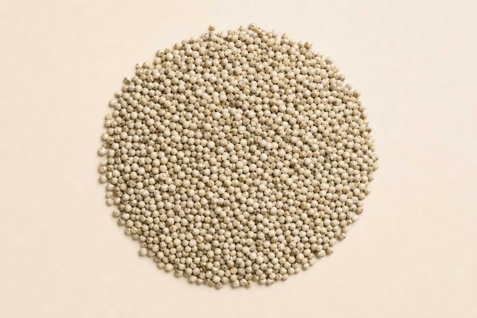 Bajari (Pearl Millet)