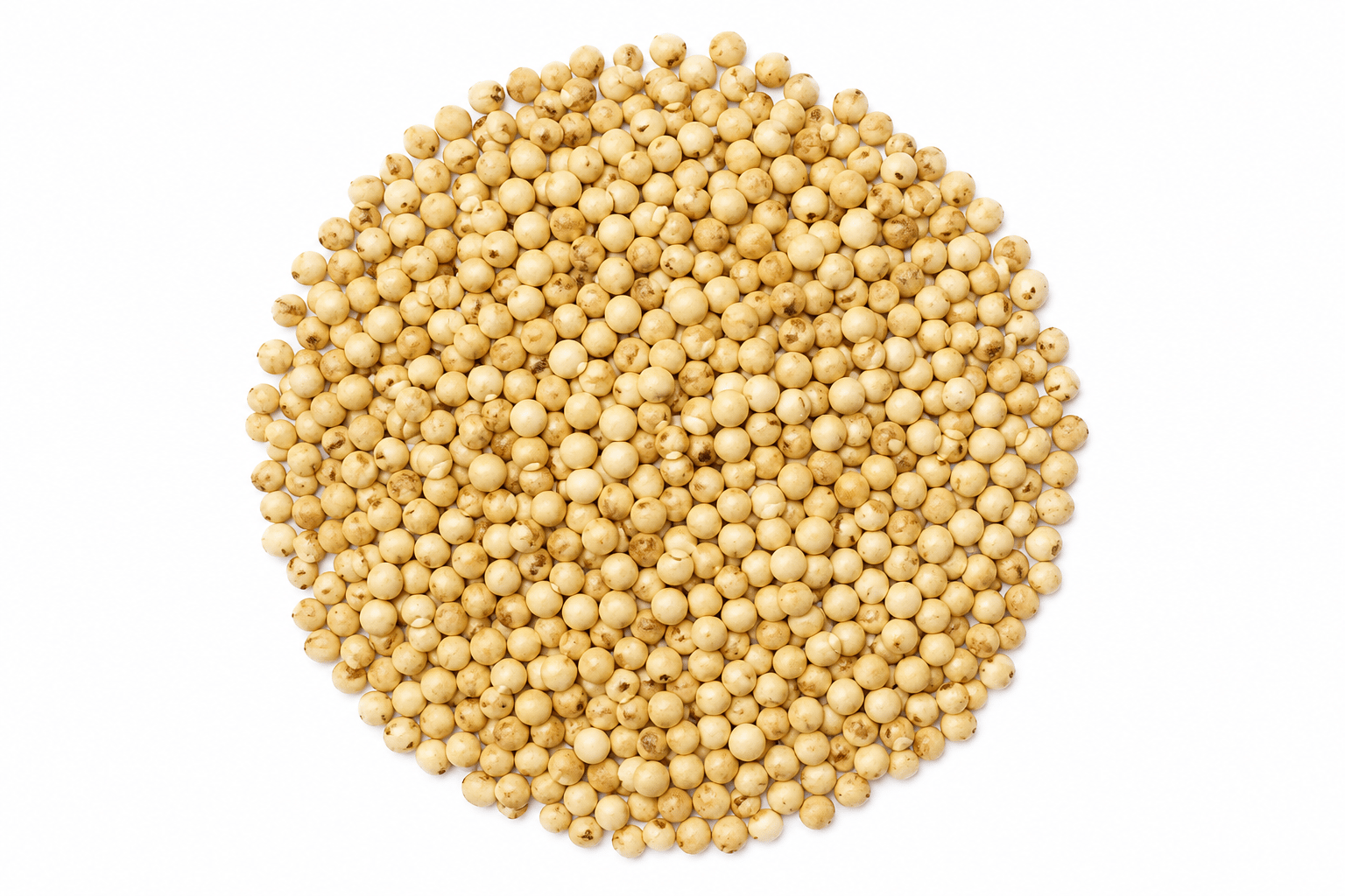 Jawari (Sorghum)