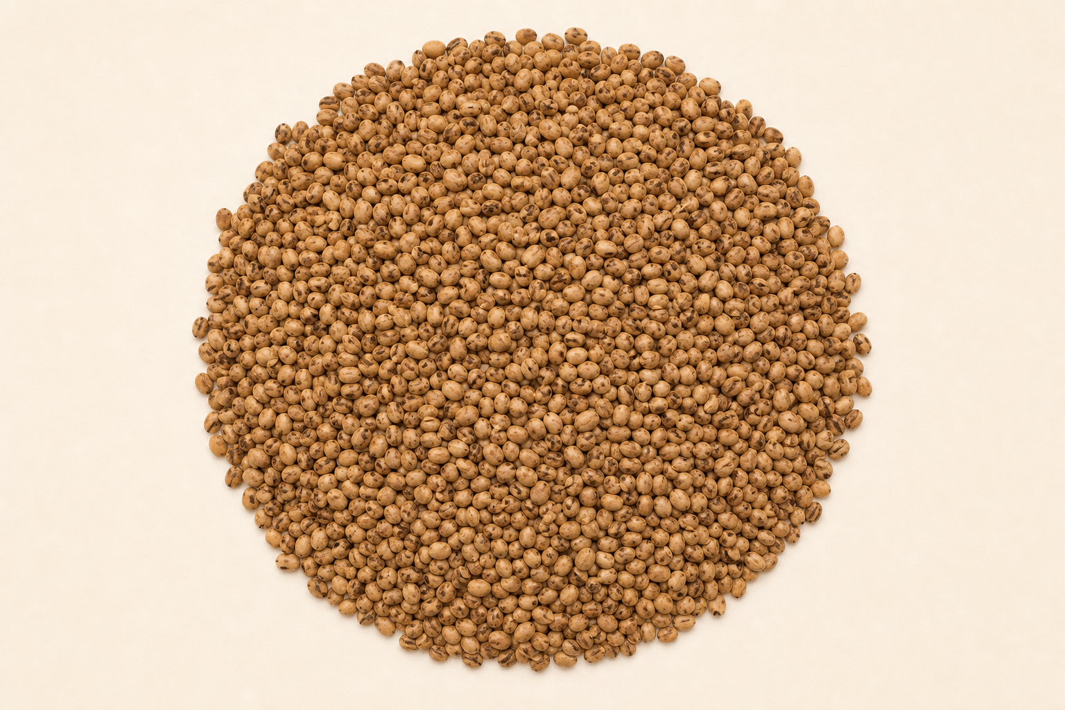 Moth (Whole Moth Beans)