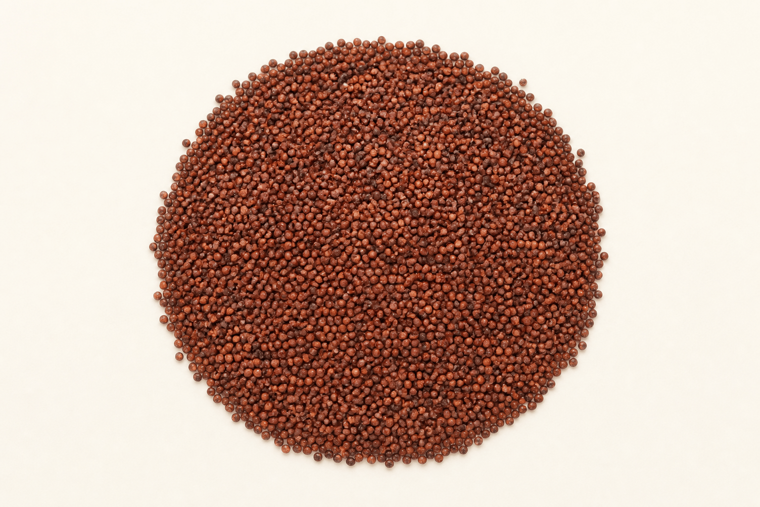 Nagali (Finger Millet / Ragi)